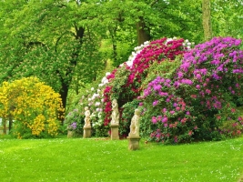 Bomen kopen