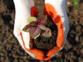 Tuinaarde kopen