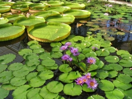 Waterplanten kopen