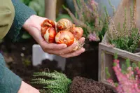 Voorjaarsbollen zorgen voor voorpret